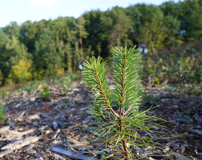 Zdjęcie: PLANT-MY-TREE®. Die Stiftung