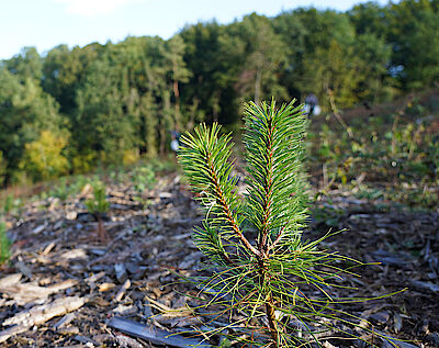 Photo: PLANT-MY-TREE®. Die Stiftung
