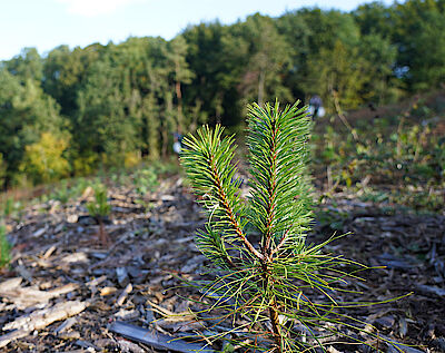 Foto: PLANT-MY-TREE®. Die Stiftung